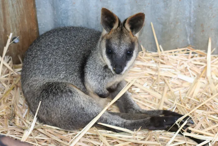 Wallaby