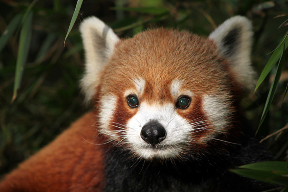 Red Panda