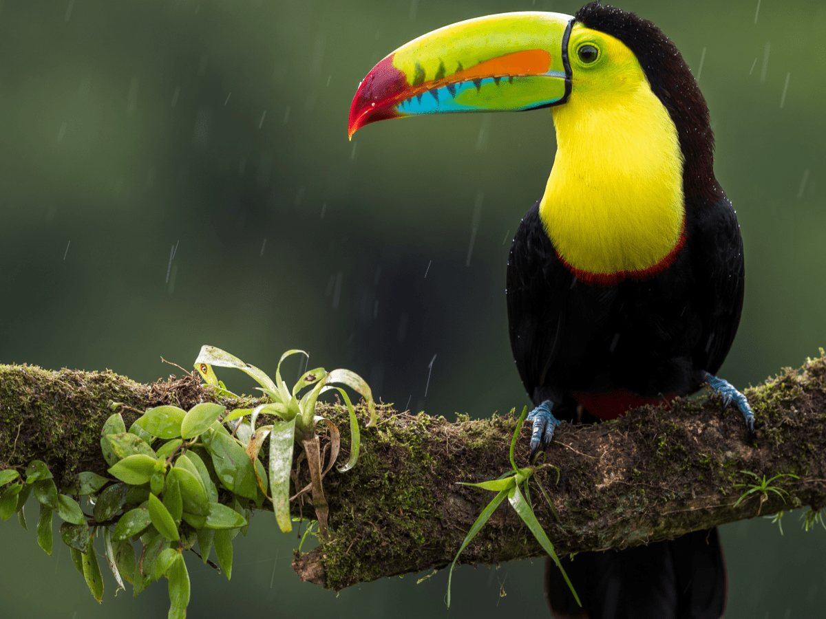 Toucan